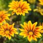 Gerbera Daisy Seeds Hybrids 200 Seeds