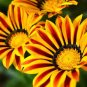 Gerbera Daisy Seeds Hybrids 200 Seeds