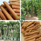 Cinnamon Seeds Evergreen Tree 20 Seeds