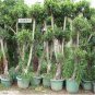 Cinnamon Seeds Evergreen Tree 20 Seeds