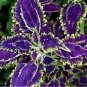 Janpanse Bonsai Coleus Plants 200 Seeds