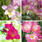 Freesia Flower 200 Seeds