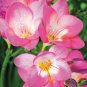 Freesia Flower 200 Seeds
