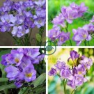 Freesia Flower Purple Flowers 40 Seeds
