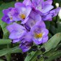 Freesia Flower Purple Flowers 40 Seeds