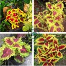 Coleus Blumei 200 Seeds