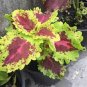Coleus Blumei 200 Seeds