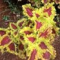 Coleus Blumei 200 Seeds