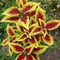 Coleus Blumei 200 Seeds