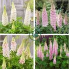 Lupine Flowers 200 Seeds
