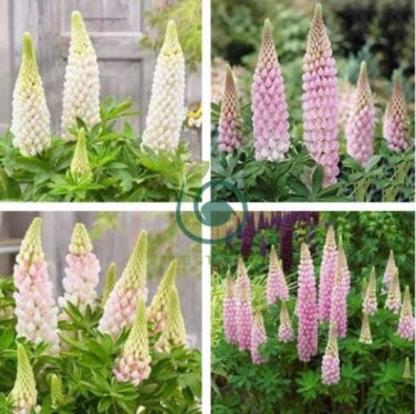 Lupine Flowers 200 Seeds