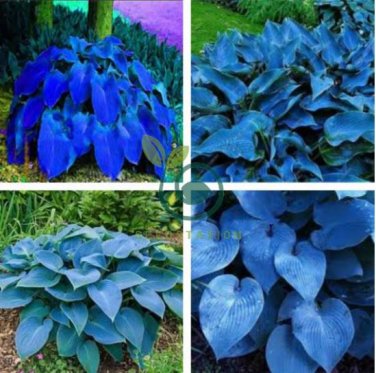 Hosta Blue Color 400 Seeds