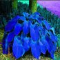 Hosta Blue Color 400 Seeds