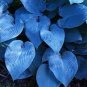 Hosta Blue Color 400 Seeds