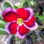 Desert Rose Seed Rose Red Single Petal with Light Purple Edge 2 Seeds