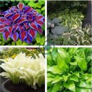 Hosta Fragrant Plantain Lily Bonsai Perennial Flower 400 Seeds