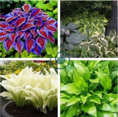 Hosta Fragrant Plantain Lily Bonsai Perennial Flower 400 Seeds