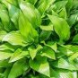 Hosta Fragrant Plantain Lily Bonsai Perennial Flower 400 Seeds