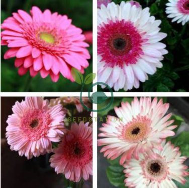 Gerbera Daisy Hybrids Mix Flower Plantas 400 Seeds