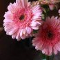 Gerbera Daisy Hybrids Mix Flower Plantas 400 Seeds