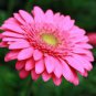 Gerbera Daisy Hybrids Mix Flower Plantas 400 Seeds