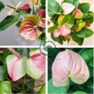 Rare Flower Plant Anthurium 200 Seeds