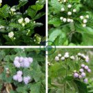 Ageratum Conyzoides Bonsai Rare Beautiful Flower 200 Seeds