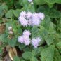 Ageratum Conyzoides Bonsai Rare Beautiful Flower 200 Seeds