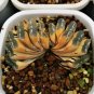 Haworthia truncata Seed New Colorful Succulent Plant 2 Seeds