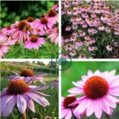Rare 'Yangko' Light Blue Echinacea purpurea 200 Seeds