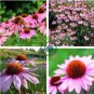 Rare 'Yangko' Light Blue Echinacea purpurea 200 Seeds