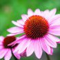 Rare 'Yangko' Light Blue Echinacea purpurea 200 Seeds