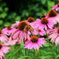 Rare 'Yangko' Light Blue Echinacea purpurea 200 Seeds