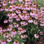Rare 'Yangko' Light Blue Echinacea purpurea 200 Seeds
