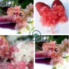 Novel Finger Limes Citrus Pomegranate 40 Seeds
