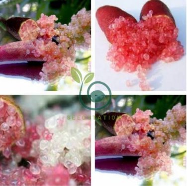 Novel Finger Limes Citrus Pomegranate 40 Seeds