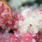 Novel Finger Limes Citrus Pomegranate 40 Seeds