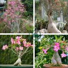 Fresh Real Adenium oleifolium 200 Seeds