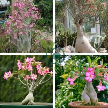 Fresh Real Adenium oleifolium 200 Seeds