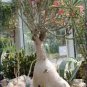 Fresh Real Adenium oleifolium 200 Seeds