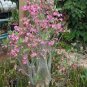 Fresh Real Adenium oleifolium 200 Seeds