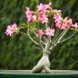 Fresh Real Adenium oleifolium 200 Seeds