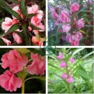 Garden Dwarf Balsam Pretty Double Impatiens Flower 200 Seeds