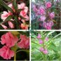 Garden Dwarf Balsam Pretty Double Impatiens Flower 200 Seeds