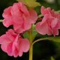 Garden Dwarf Balsam Pretty Double Impatiens Flower 200 Seeds