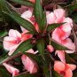 Garden Dwarf Balsam Pretty Double Impatiens Flower 200 Seeds
