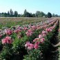 Dahlia Tree Bonsai Flowers Colorful 100 Seeds