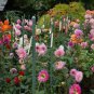 Dahlia Tree Bonsai Flowers Colorful 100 Seeds