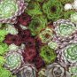 Sempervivum Hybridum 200 Seeds