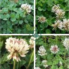 Trifolium repens Seeds White Clover Hokkaido 1000 Seeds